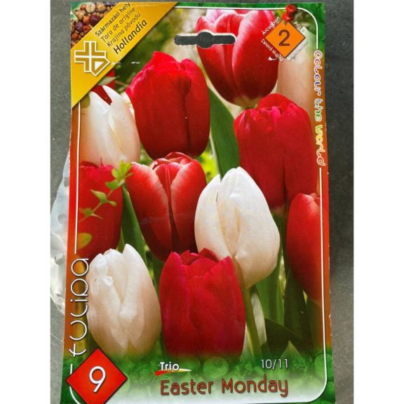 Tulipán trio Húsvét Hétfő / Tulipa Easter Monday trio 6 db (LA)