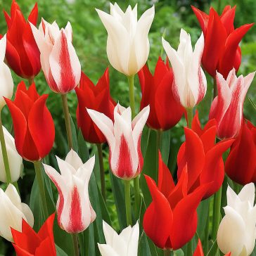   Tulipán Trio Porzellan Mixed / Tulipa Trio Porzellan Mixed 6 db (LA)