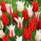 Tulipán Trio Porzellan Mixed / Tulipa Trio Porzellan Mixed 6 db (LA)