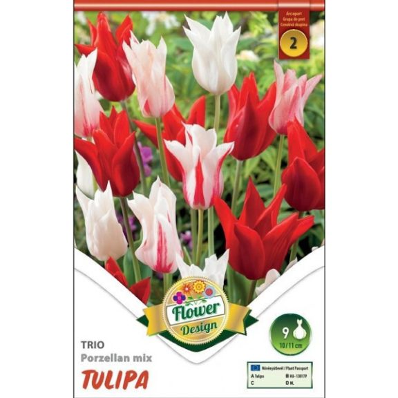 Tulipán Trio Porzellan Mixed / Tulipa Trio Porzellan Mixed 6 db (LA)