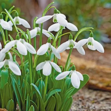 Török hóvirág / Galanthus elwesii 10 db (LA)