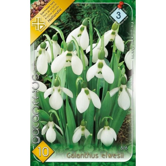 Török hóvirág / Galanthus elwesii 10 db (LA)