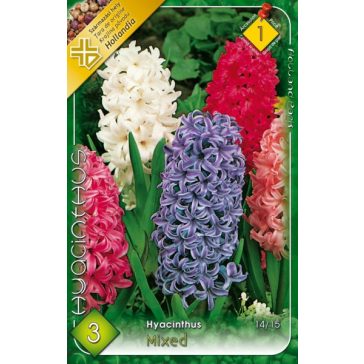 Jácint Hyacinthus mixed 3db (LA)