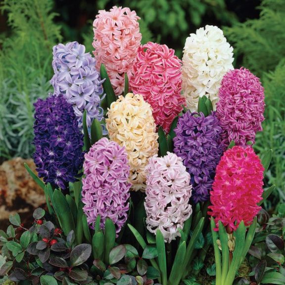 Jácint Hyacinthus mixed 3db (LA)