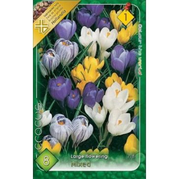   Nagyvirágú kerti krókusz színkeverék / Large Crocus MIX (LA)