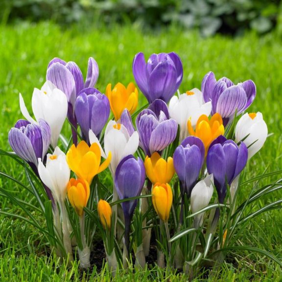 Nagyvirágú kerti krókusz színkeverék / Large Crocus MIX (LA)