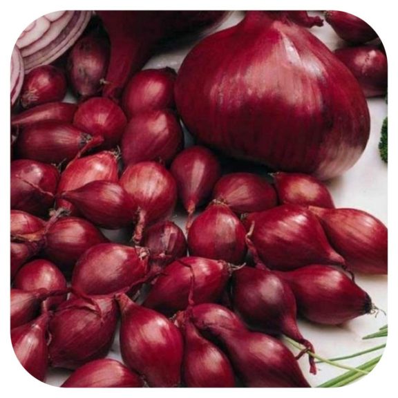 Piroska Red lilahagyma dughagyma cca. 200 g / csomag (LA)