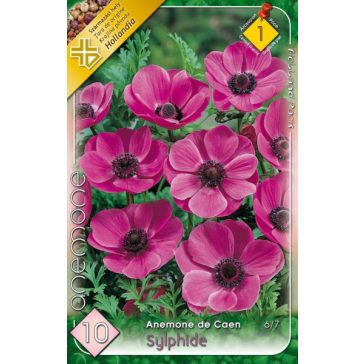   Anemone de Caen Sylphide / Koronás szellőrózsa liláskék - 10 db/ csomag  (LA)