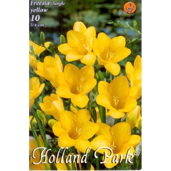 Frézia Egyszerű Virágú Sárga - 10 db/csomag (Freesia Single Yellow)(LA)