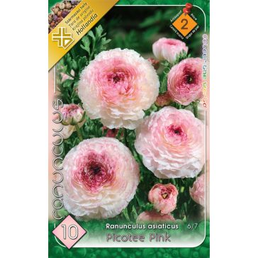   Ranunculus Asiaticus Picotee Pink /Ázsiai boglárka rózsaszín 10 db virághagyma (LA)