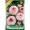 Ranunculus Asiaticus Picotee Pink /Ázsiai boglárka rózsaszín 10 db virághagyma (LA)