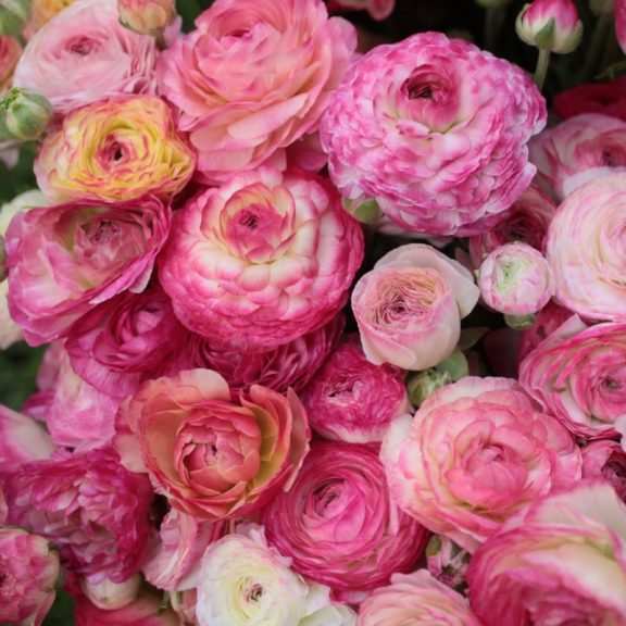 Ranunculus Asiaticus Picotee Pink /Ázsiai boglárka rózsaszín 10 db virághagyma (LA)