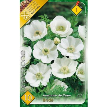   Anemone de Caen Bride / Koronás szellőrózsa fehér - 10 db/ csomag (LA)