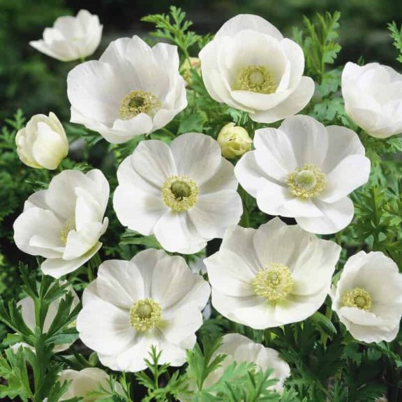 Anemone de Caen Bride / Koronás szellőrózsa fehér - 10 db/ csomag (LA)