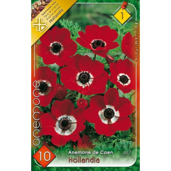 Anemone de Caen Hollandia / Koronás szellőrózsa piros - 10 db/ csomag (LA)