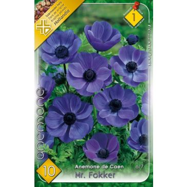   Anemone de Caen Mr. Fokker / Koronás szellőrózsa kék - 10 db/ csomag (LA)