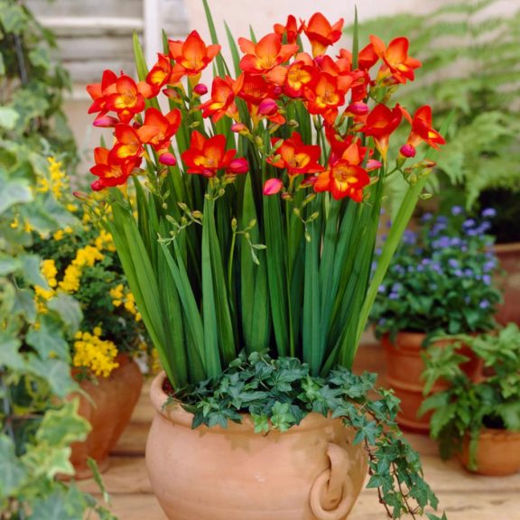 Frézia Egyszerű Virágú Piros - 10 db/csomag (Freesia Single Red)(LA)