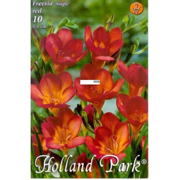 Frézia Egyszerű Virágú Piros - 10 db/csomag (Freesia Single Red)(LA)
