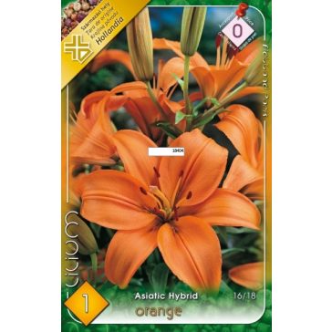   Liliom Ázsiai Narancssárga (Lilium Asiatic Orange) - 1 db/csomag (LA)