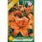 Liliom Ázsiai Narancssárga (Lilium Asiatic Orange) - 1 db/csomag (LA)