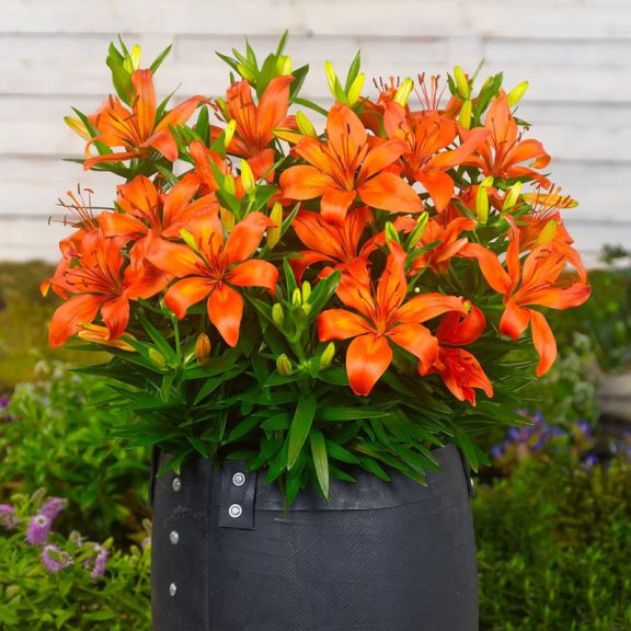 Liliom Ázsiai Narancssárga (Lilium Asiatic Orange) - 1 db/csomag (LA)