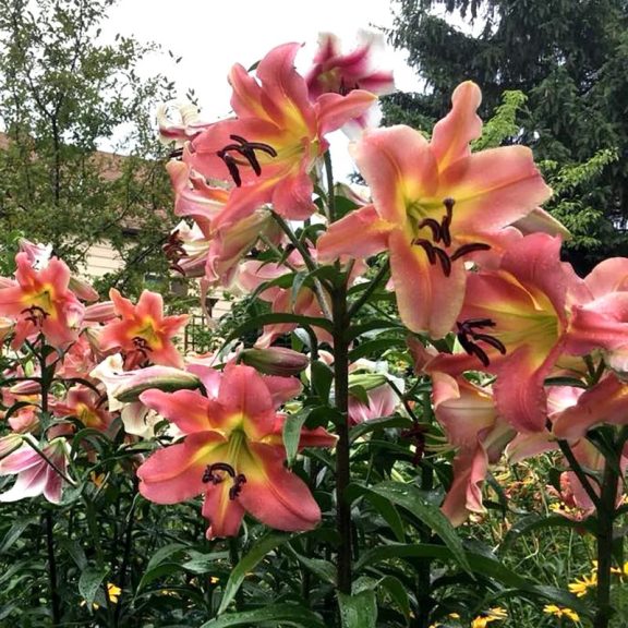 Liliom Satisfaction Óriás (Lilium Satisfaction) - 1 db/csomag (LA)