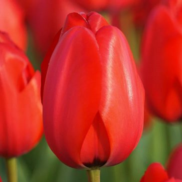 Darwin-hibrid tulipán Apeldoorn 7 db virághagyma (KP)