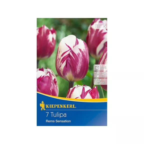 Triumph tulipán Rems Sensation 7 db virághagyma (KP)