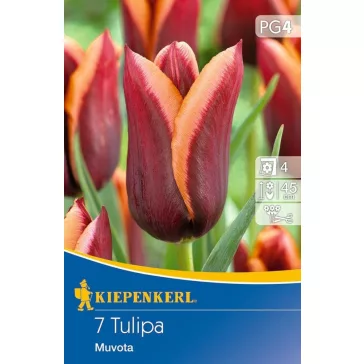 Triumph tulipán Muvota (KP)