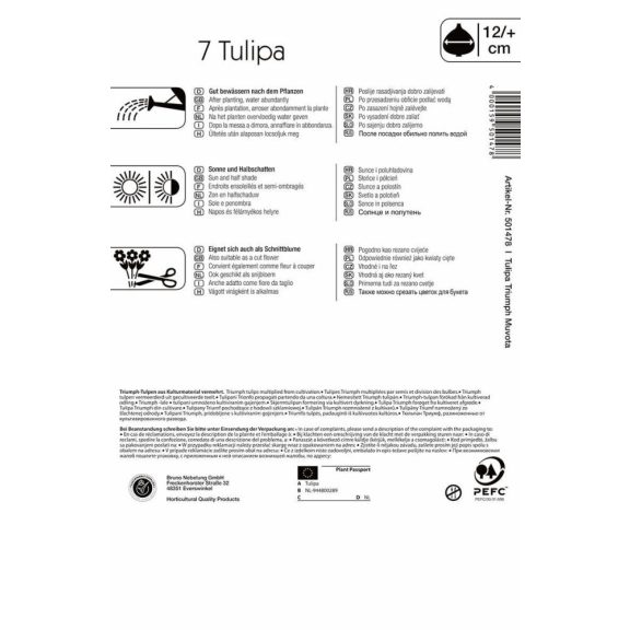 Triumph tulipán Muvota (KP)