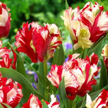   Papagájvirágú tulipán Estella Rijnveld 7 db virághagyma (KP)