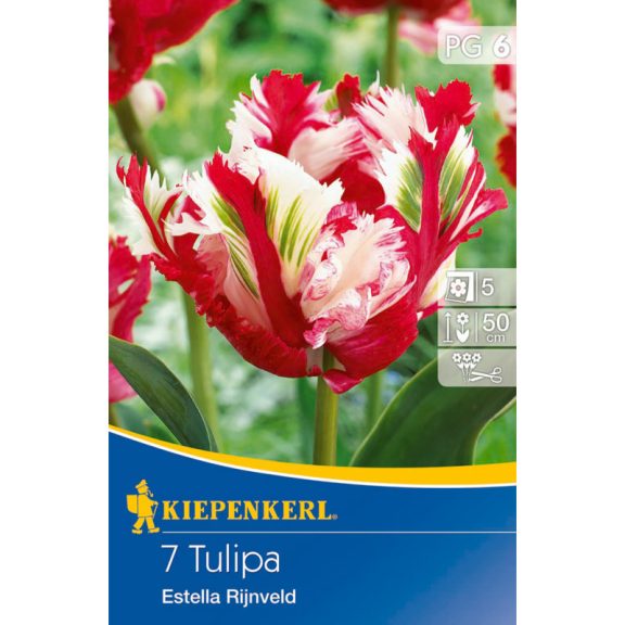 Papagájvirágú tulipán Estella Rijnveld 7 db virághagyma (KP)