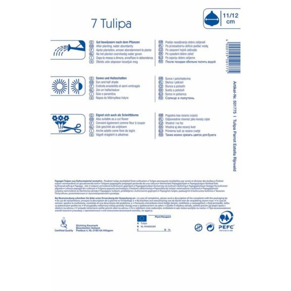 Papagájvirágú tulipán Estella Rijnveld 7 db virághagyma (KP)