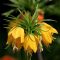 Fritillaria Lutea (császárkorona) 1 db virághagyma (KP)