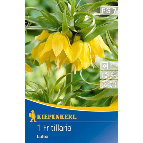 Fritillaria Lutea (császárkorona) 1 db virághagyma (KP)
