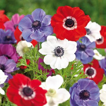 Anemone De Caen 20 db virághagyma (KP)