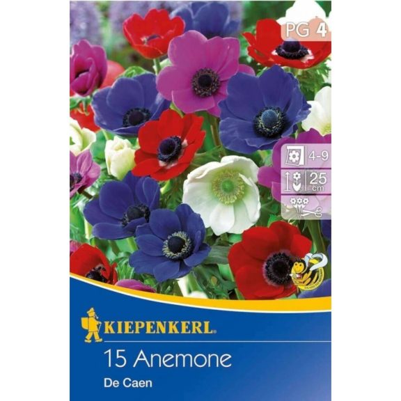 Anemone De Caen 20 db virághagyma (KP)