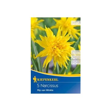 Botanikai nárcisz Rip van Winkle (KP)