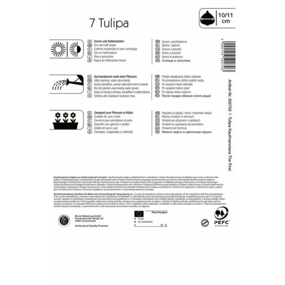 Tulipán The First (KP)