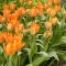 Fosteriana-tulipán Orange Emperor / Orange Kaiser 7 db virághagyma (KP)