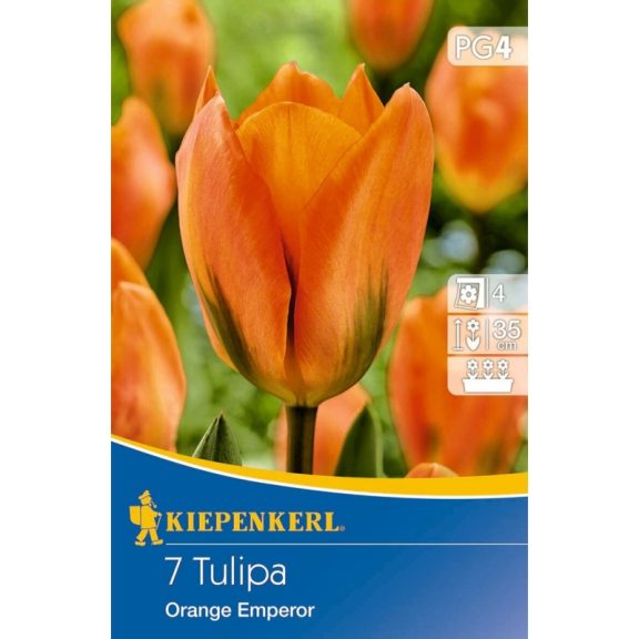 Fosteriana-tulipán Orange Emperor / Orange Kaiser 7 db virághagyma (KP)
