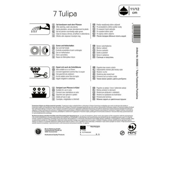 Tulipán Purissima (KP)