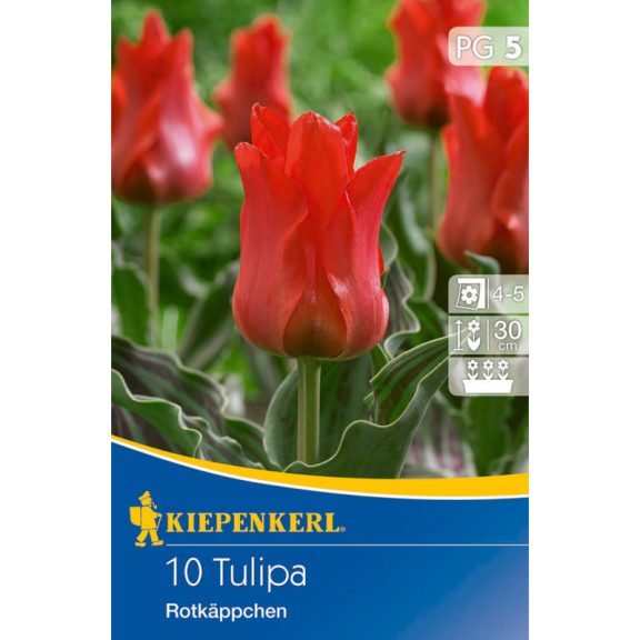 Greigii-tulipán Rotkäppchen 8 db virághagyma  (KP)