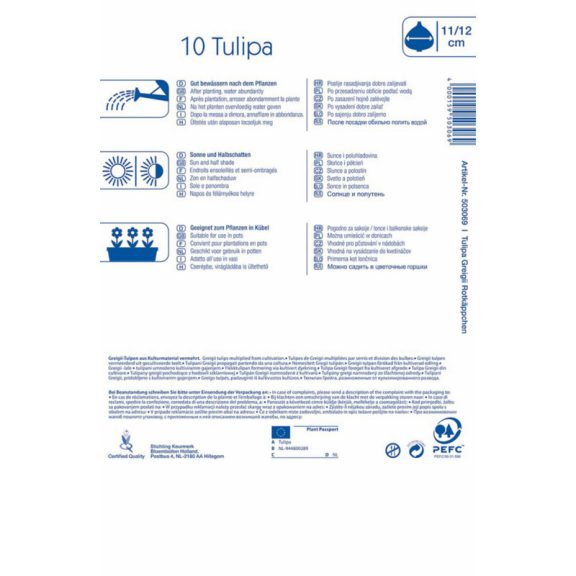 Greigii-tulipán Rotkäppchen 8 db virághagyma  (KP)