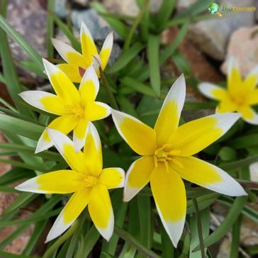 Tulipa tarda 10 db virághagyma (KP)