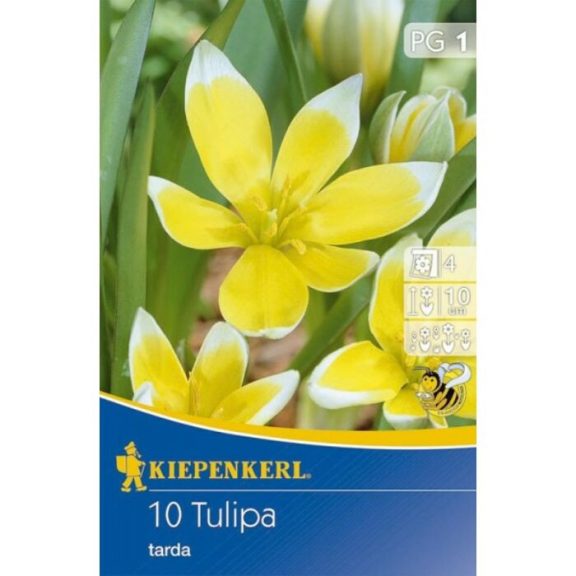 Tulipa tarda 10 db virághagyma (KP)