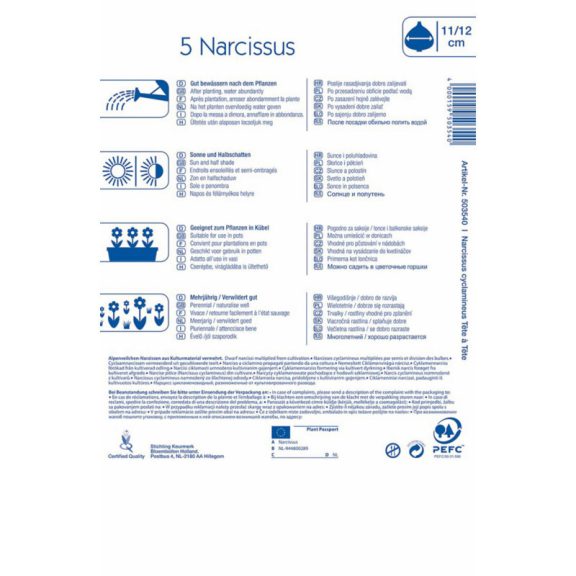 Botanikai nárcisz Tete a Tete (KP)