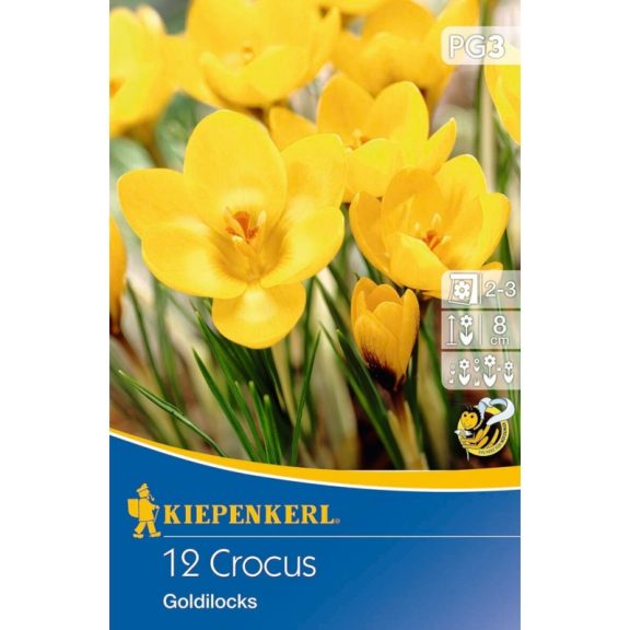 Botanikai krókusz Goldilocks 15 db virághagyma (KP)