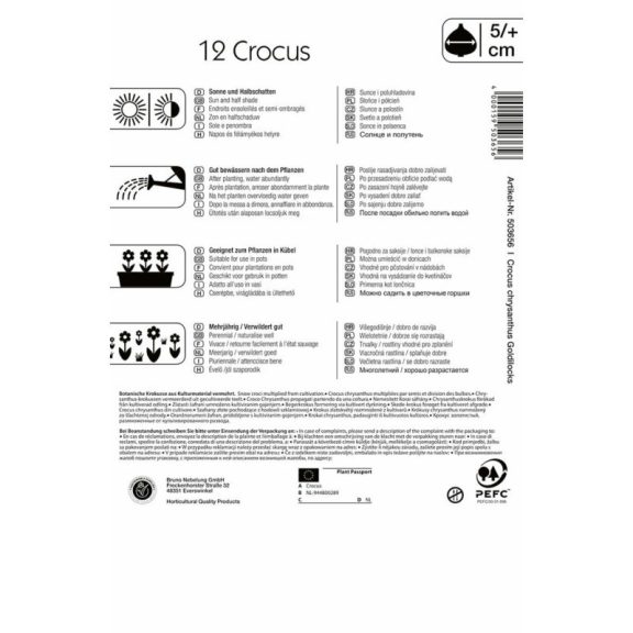 Botanikai krókusz Goldilocks 15 db virághagyma (KP)