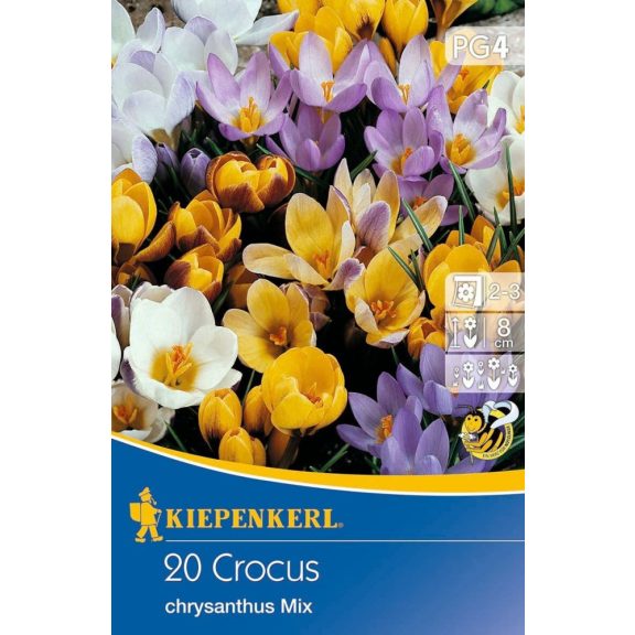Botanikai krókusz színkeverék 20 db virághagyma (KP)